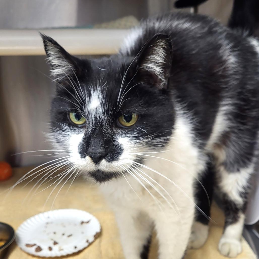 Enlarge Mipsey, a Adoptable Domestic Short Hair in Fort Wayne, IN image 1/3