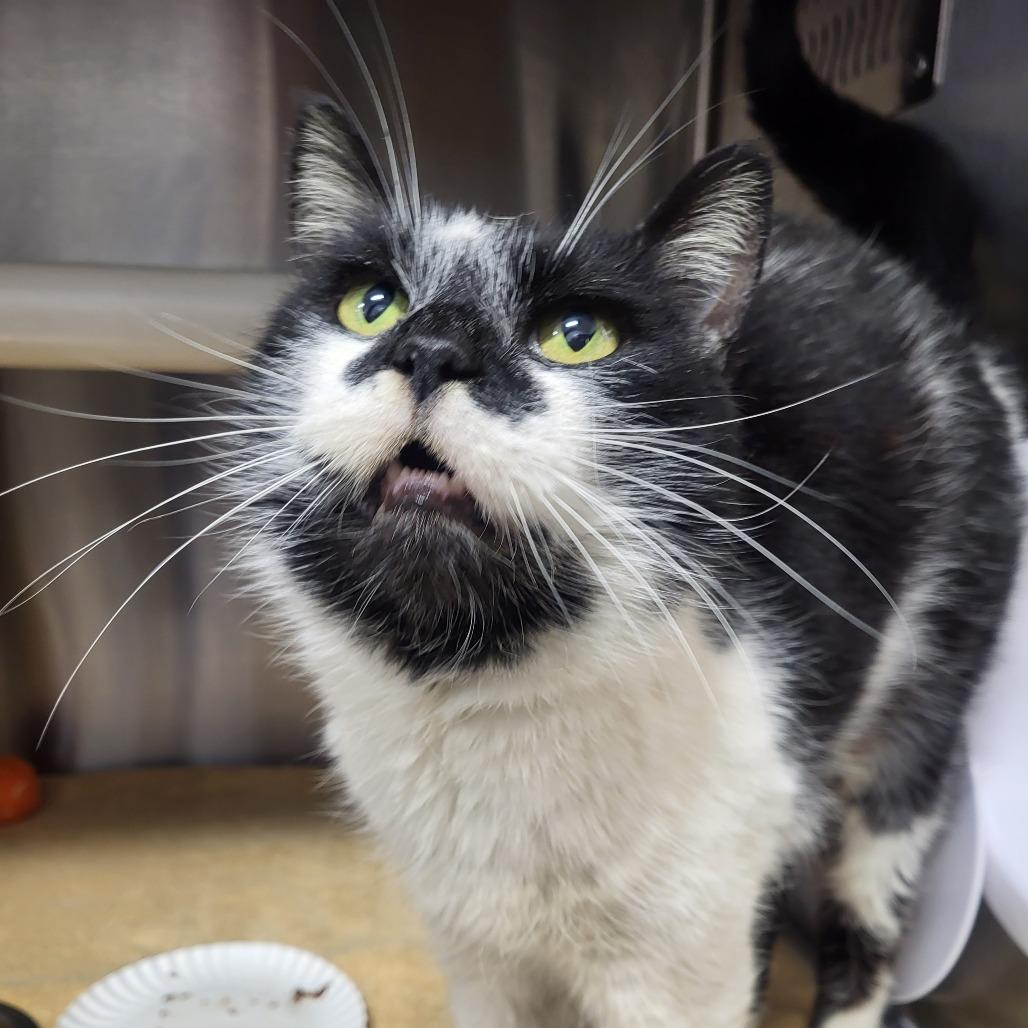 Enlarge Mipsey, a Adoptable Domestic Short Hair in Fort Wayne, IN image 3/3