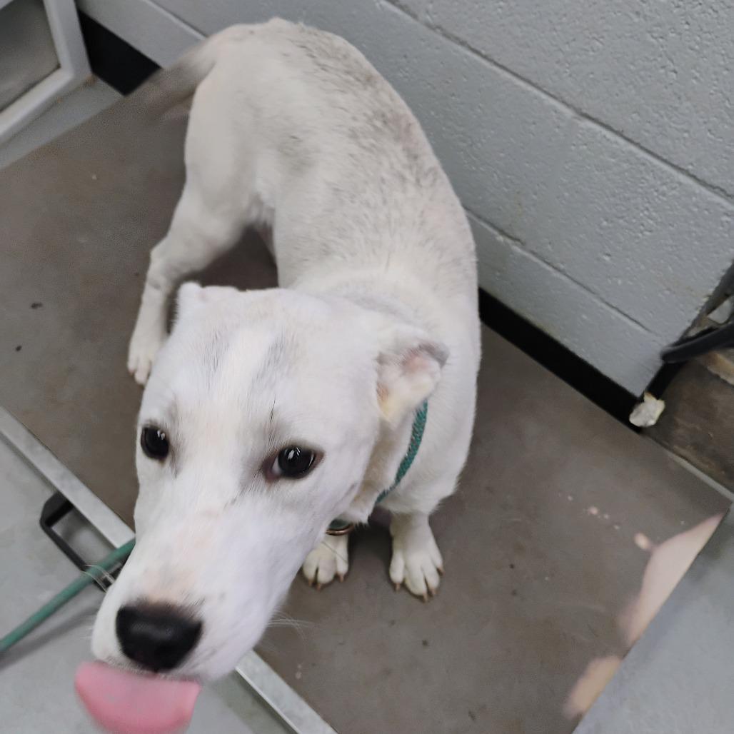 Elsa, Adoptable, Young Female Mixed Breed.