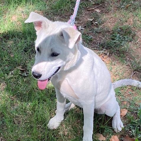Elsa, a Adoptable Mixed Breed in Duncan, OK image 2/4