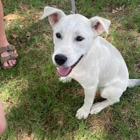 Elsa, a Adoptable Mixed Breed in Duncan, OK image 3/4
