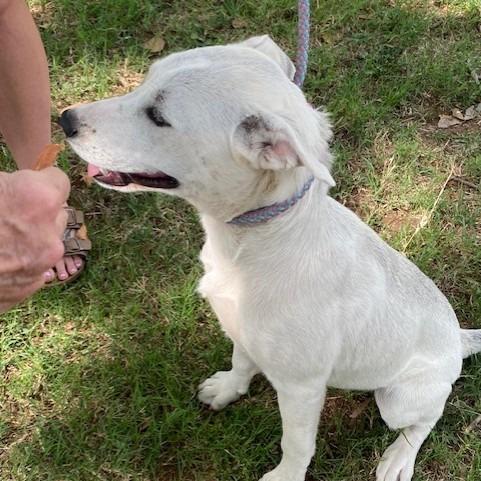 Elsa, a Adoptable Mixed Breed in Duncan, OK image 4/4