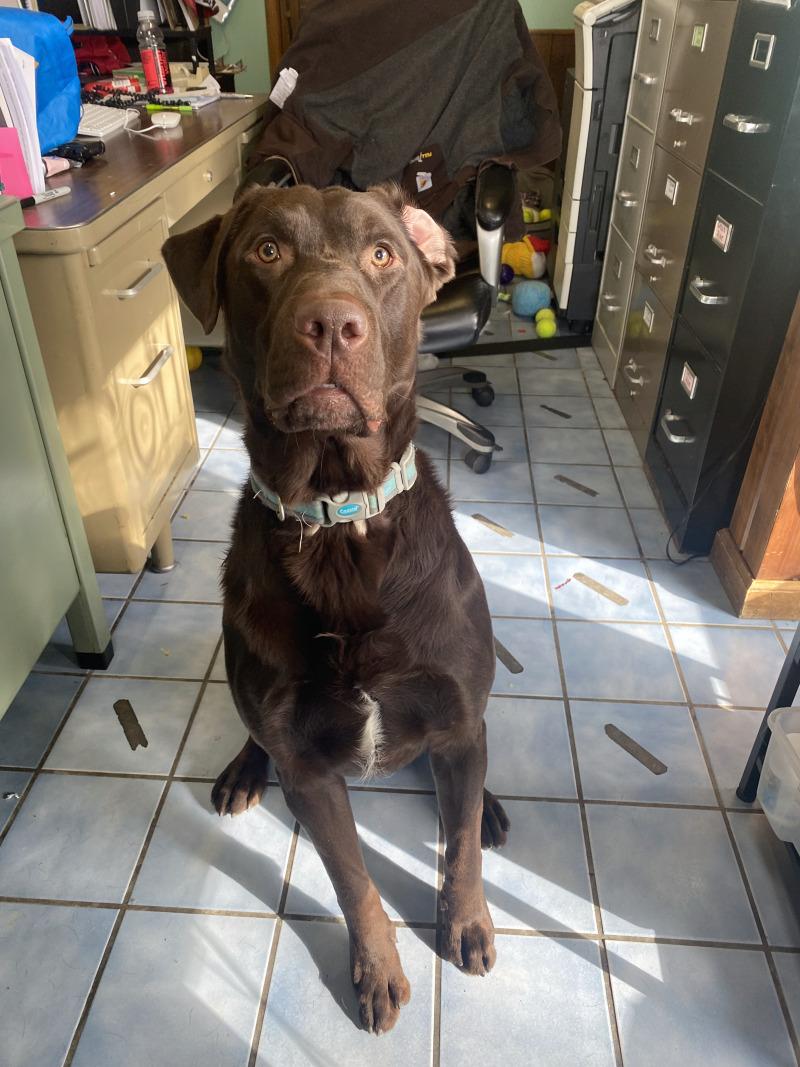 Enlarge Buck, a Adoptable mixed breed in Cortland, NY image 1/6