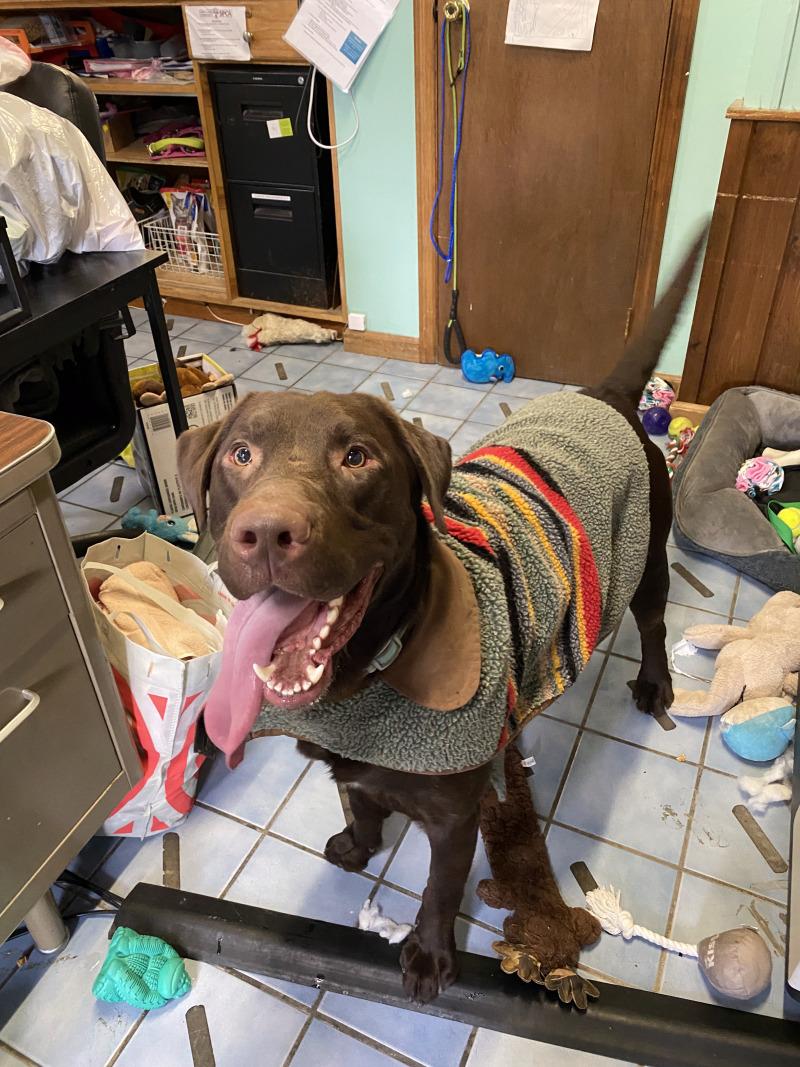 Enlarge Buck, a Adoptable mixed breed in Cortland, NY image 2/6