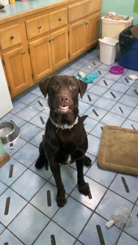 Enlarge Buck, a Adoptable mixed breed in Cortland, NY image 3/6