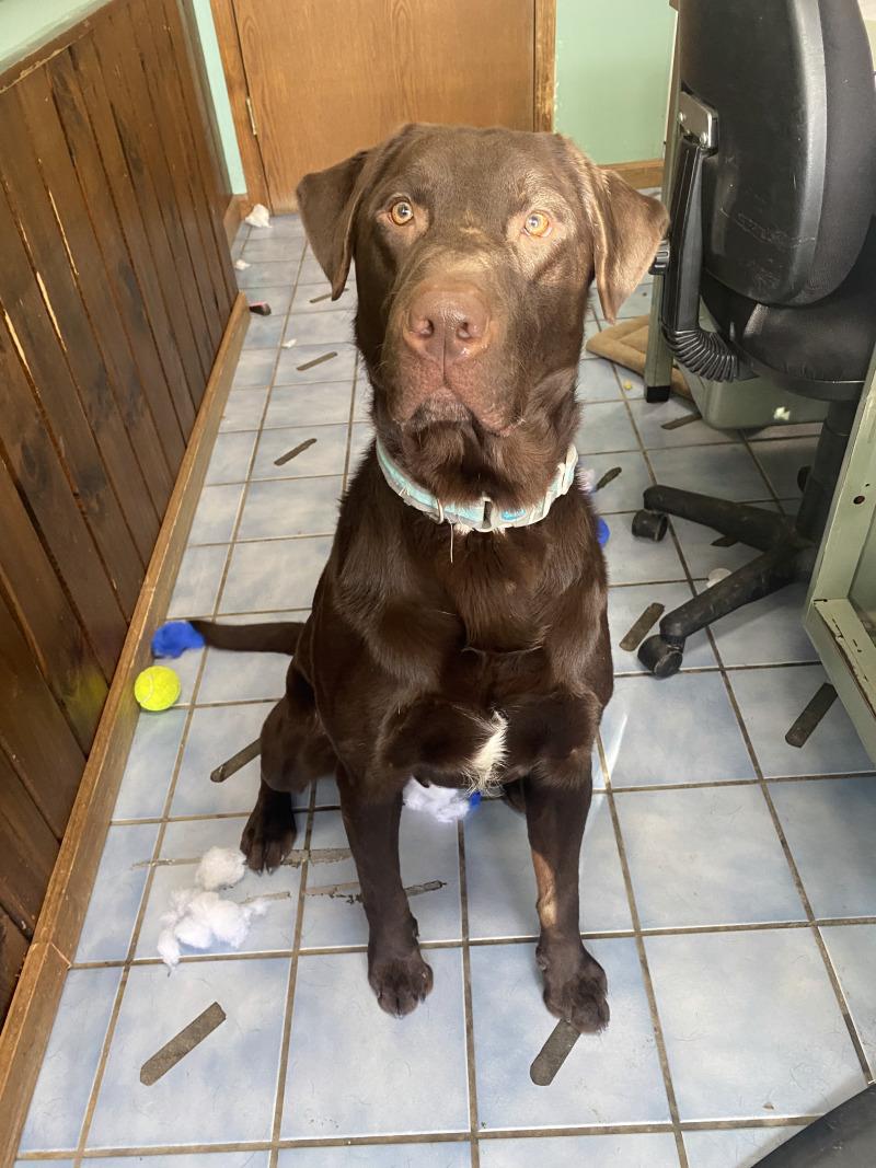 Enlarge Buck, a Adoptable mixed breed in Cortland, NY image 4/6