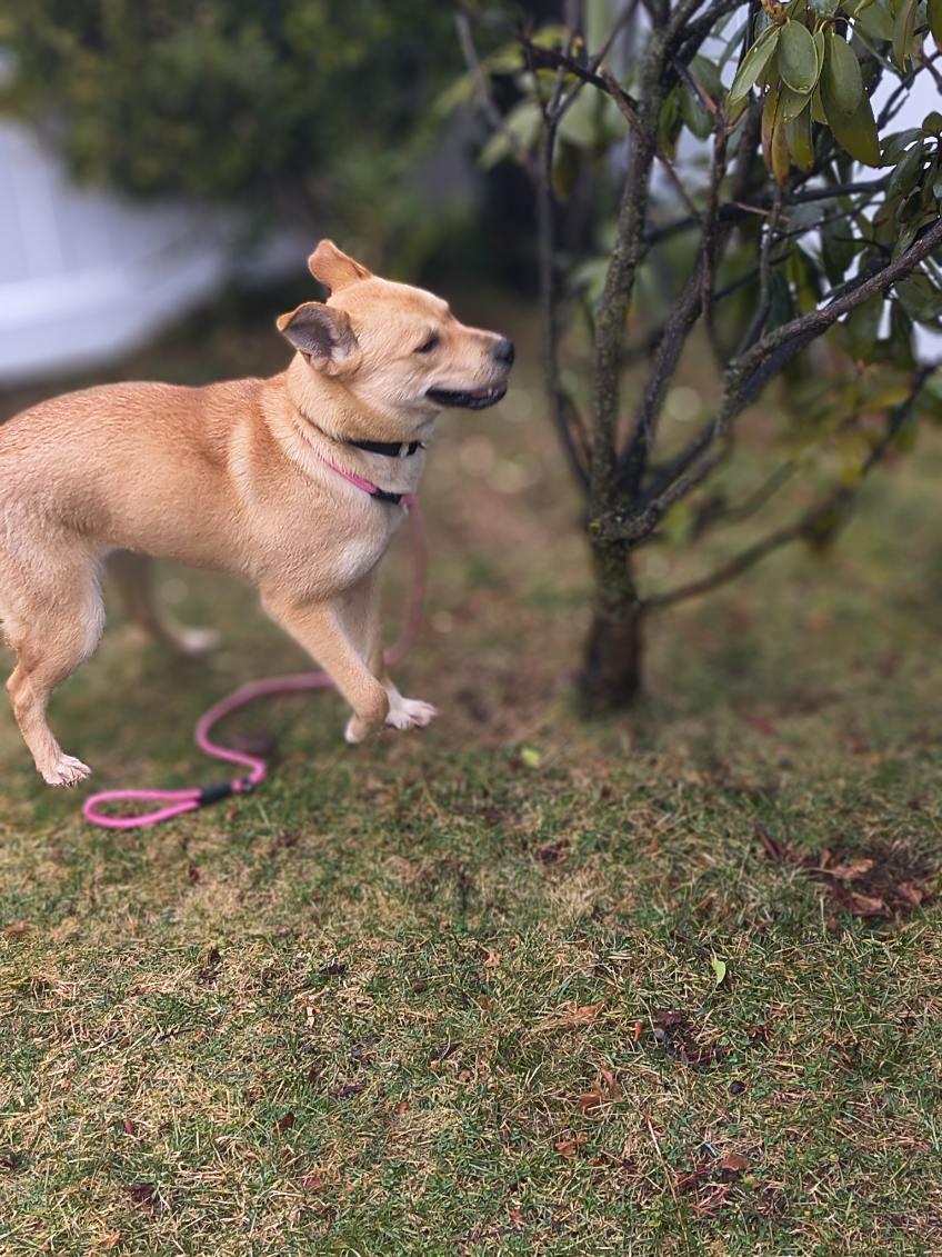 Enlarge Dahlia, a ADOPTABLE mixed breed in Manhasset, NY image 6/6