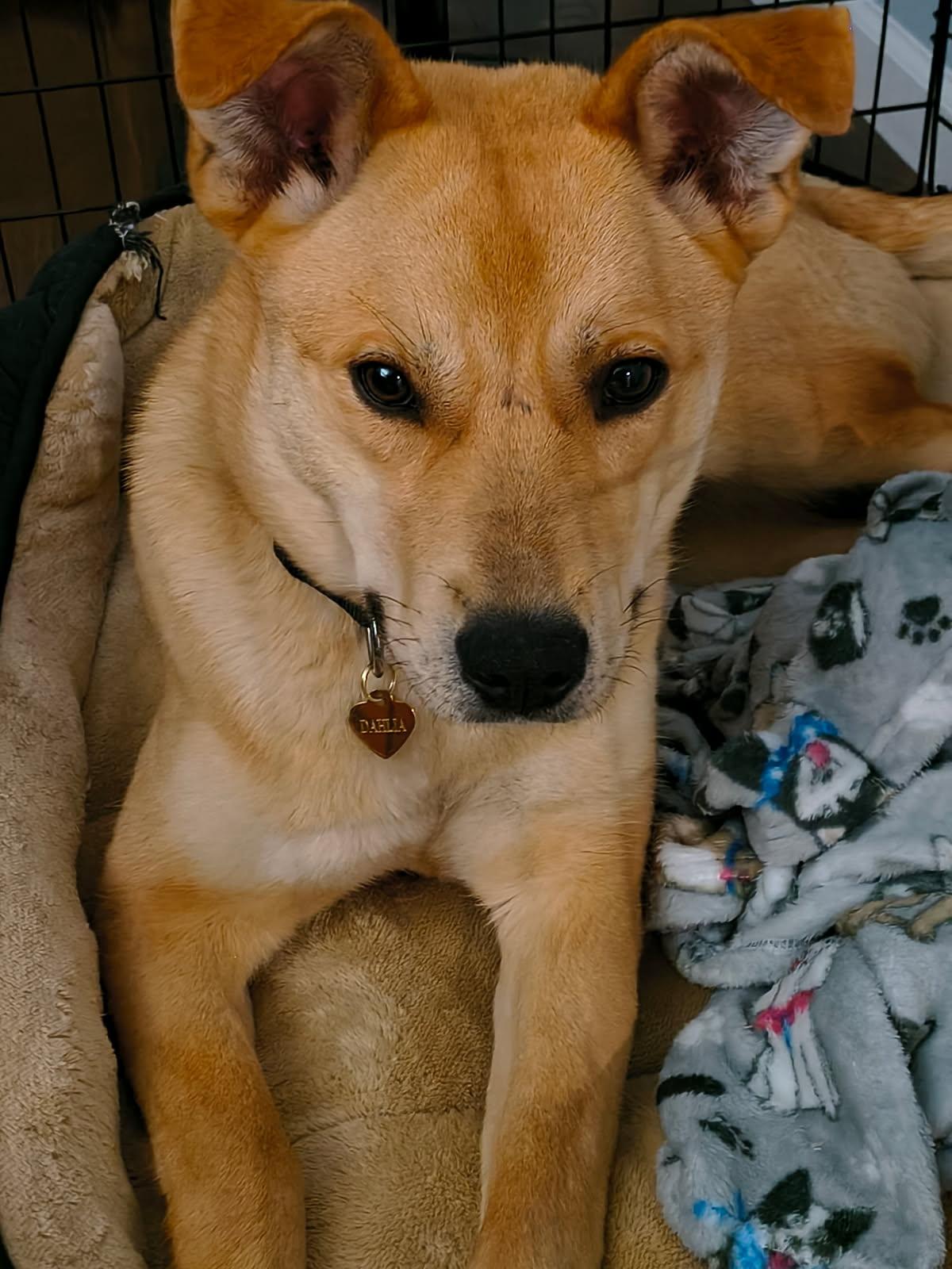 Enlarge Dahlia, a ADOPTABLE mixed breed in Manhasset, NY image 3/6