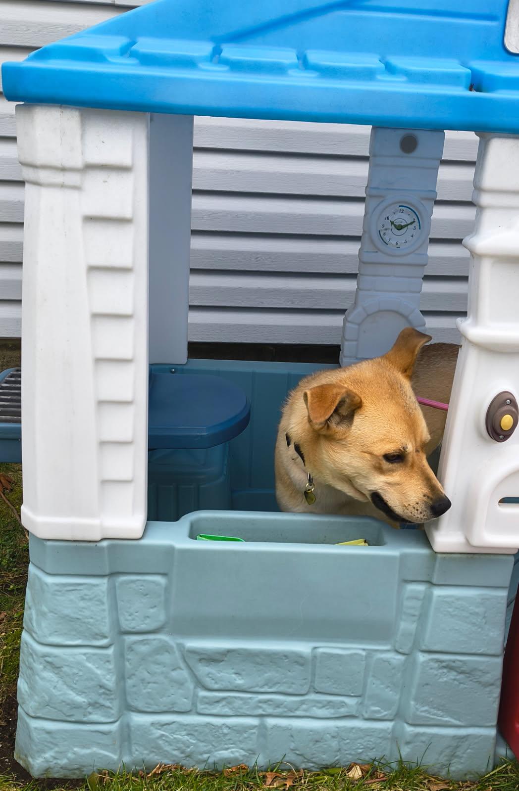 Enlarge Dahlia, a ADOPTABLE mixed breed in Manhasset, NY image 5/6