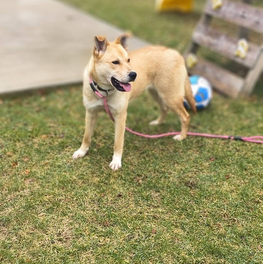 Enlarge Dahlia, a ADOPTABLE mixed breed in Manhasset, NY image 4/6