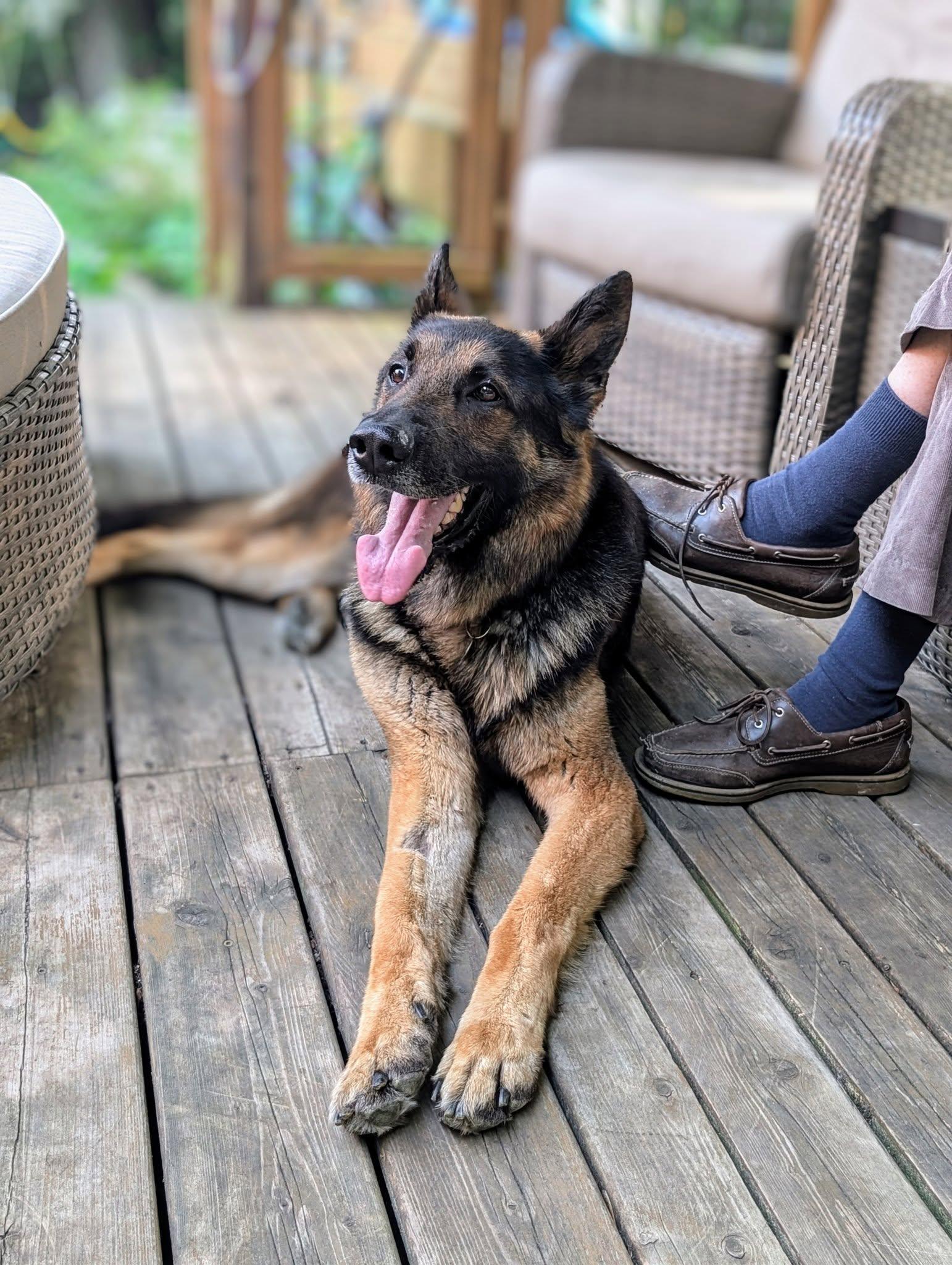 Enlarge Marley, a Adopted German Shepherd Dog in Rigaud, QC image 2/5