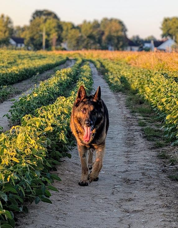 Enlarge Marley, a Adopted German Shepherd Dog in Rigaud, QC image 3/5