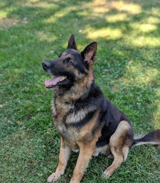 Enlarge Marley, a Adopted German Shepherd Dog in Rigaud, QC image 5/5