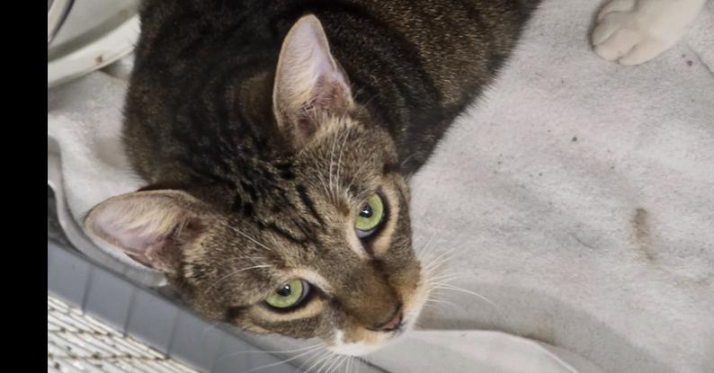 Bo, Adoptable, Adult Male Domestic Short Hair.