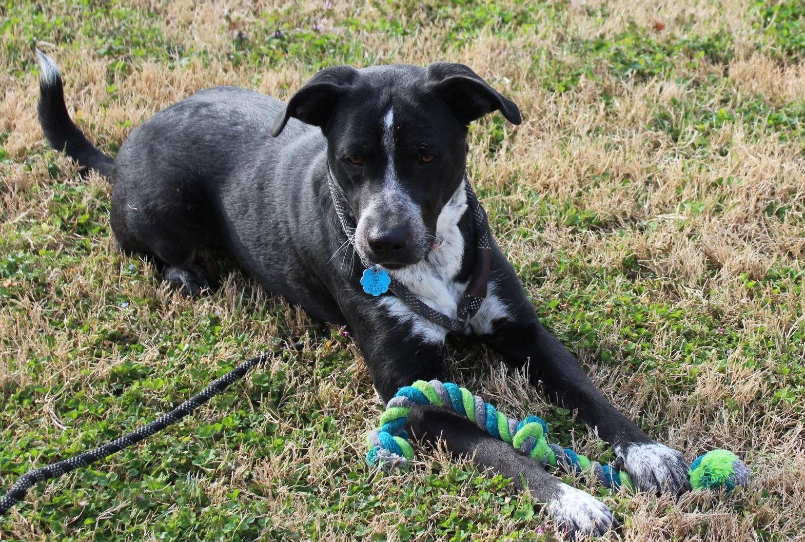 Enlarge ROSA, a ADOPTABLE mixed breed in Claremore, OK image 1/3