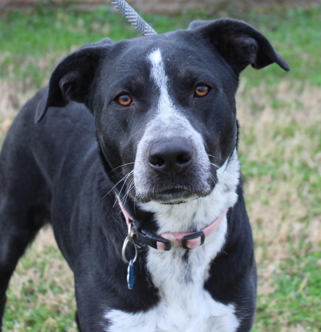 Enlarge ROSA, a ADOPTABLE mixed breed in Claremore, OK image 2/3