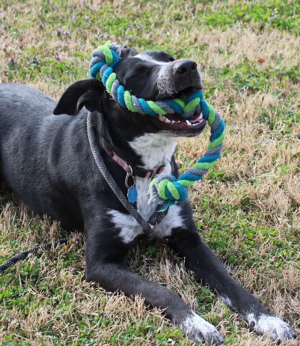 Enlarge ROSA, a ADOPTABLE mixed breed in Claremore, OK image 3/3