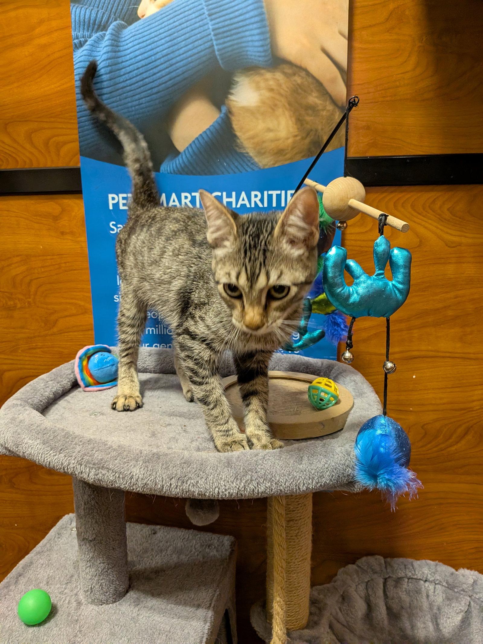 Silver, Adopted, Young Female Domestic Short Hair.