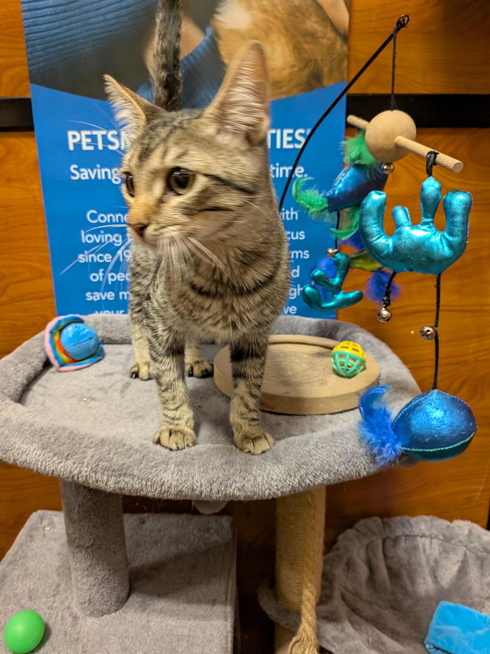 Enlarge Silver, a Adopted Domestic Short Hair in Rowlett, TX image 3/3
