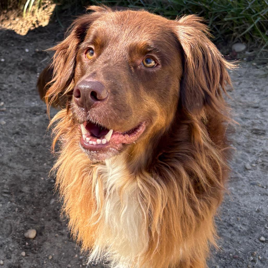 Enlarge Chewy, a Adoptable mixed breed in Calverton, NY image 1/1
