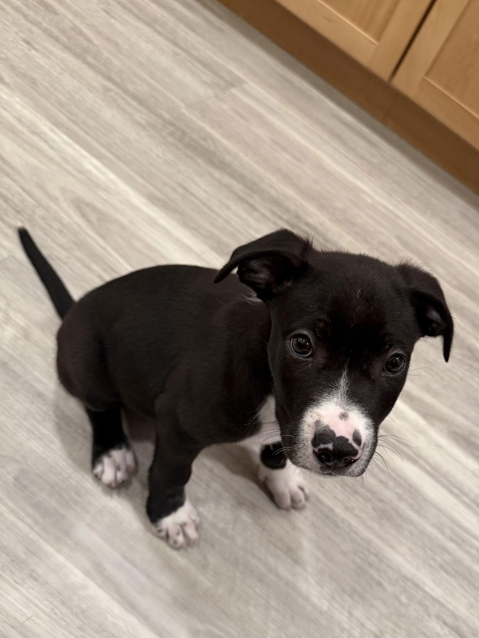 Catman, Adoptable, Puppy Male Pit Bull Terrier.