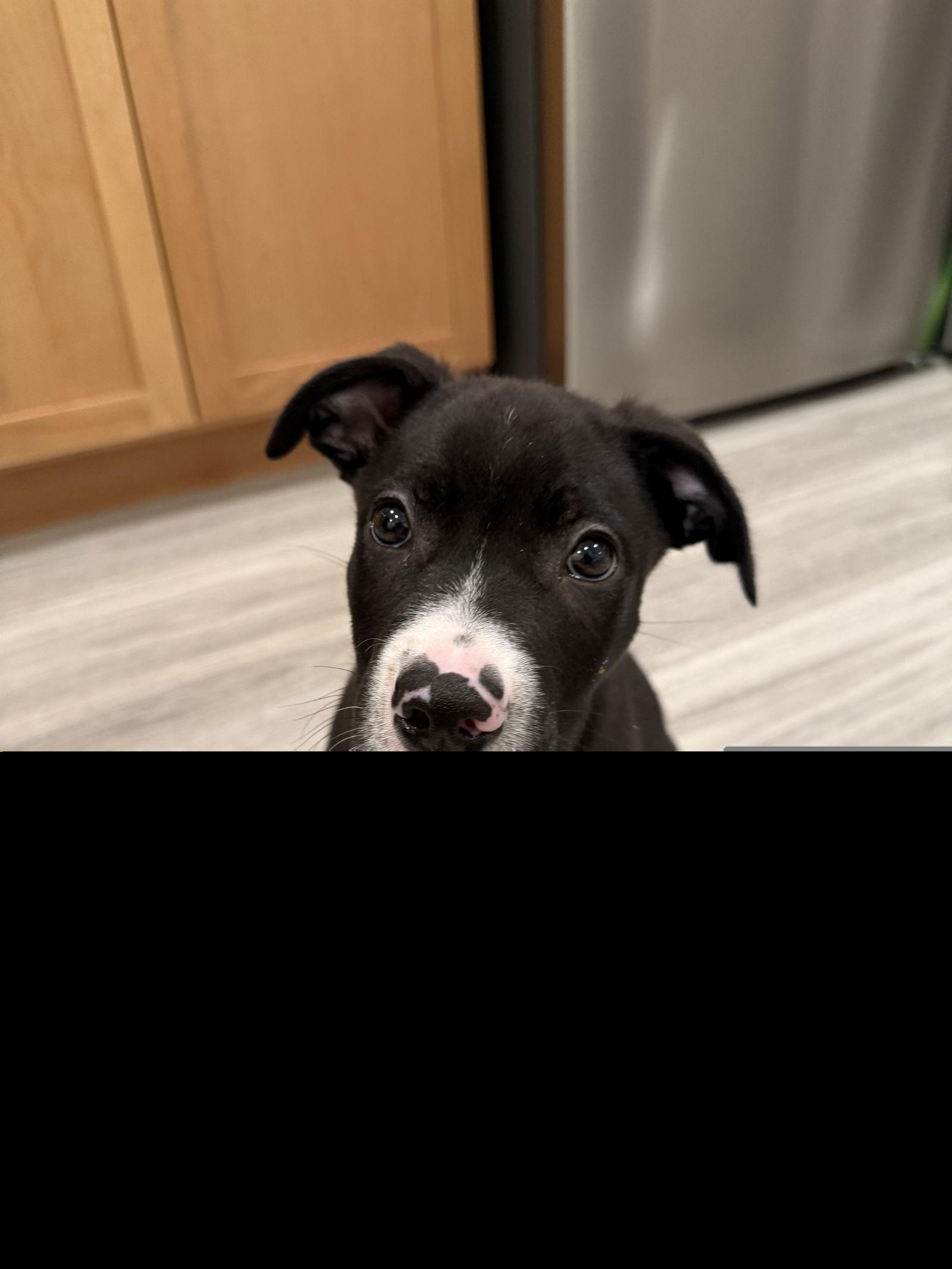 Enlarge Catman, a Adoptable Pit Bull Terrier in Berkeley, CA image 2/2