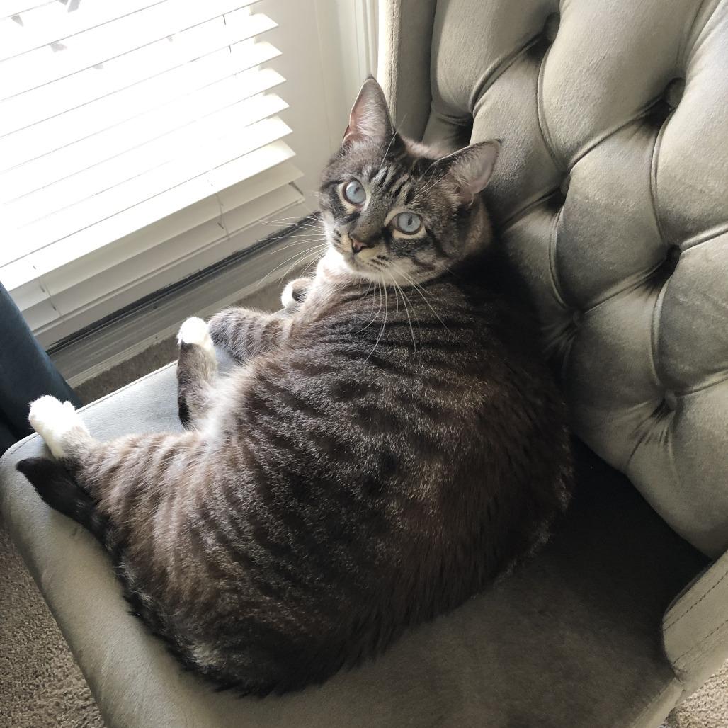 Enlarge Peaches Parfait, a Adoptable Domestic Short Hair in Wakefield, MA image 4/4