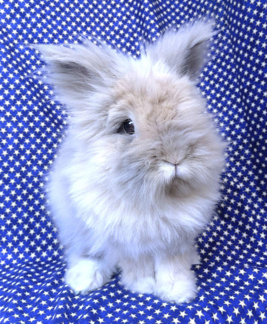 CJ, adoptable, Adult Male Lionhead.