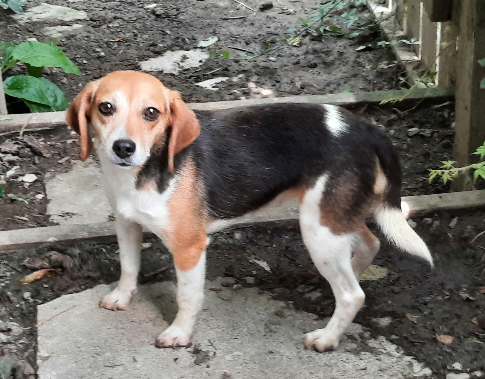 Enlarge Molly, a Adopted Beagle in Mcconnelsville, OH image 1/1