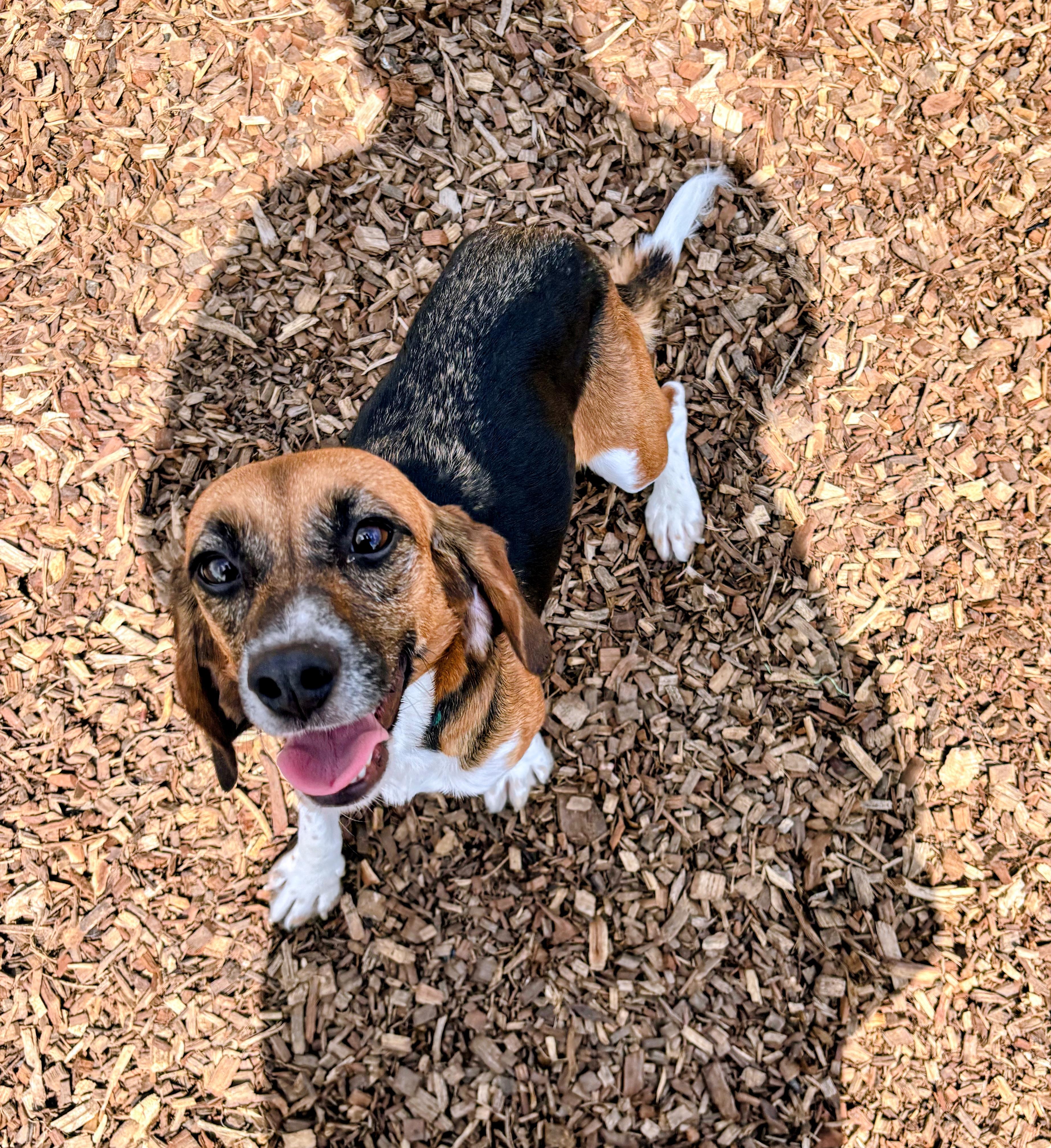 Lainey, Adoptable, Adult Female Beagle.