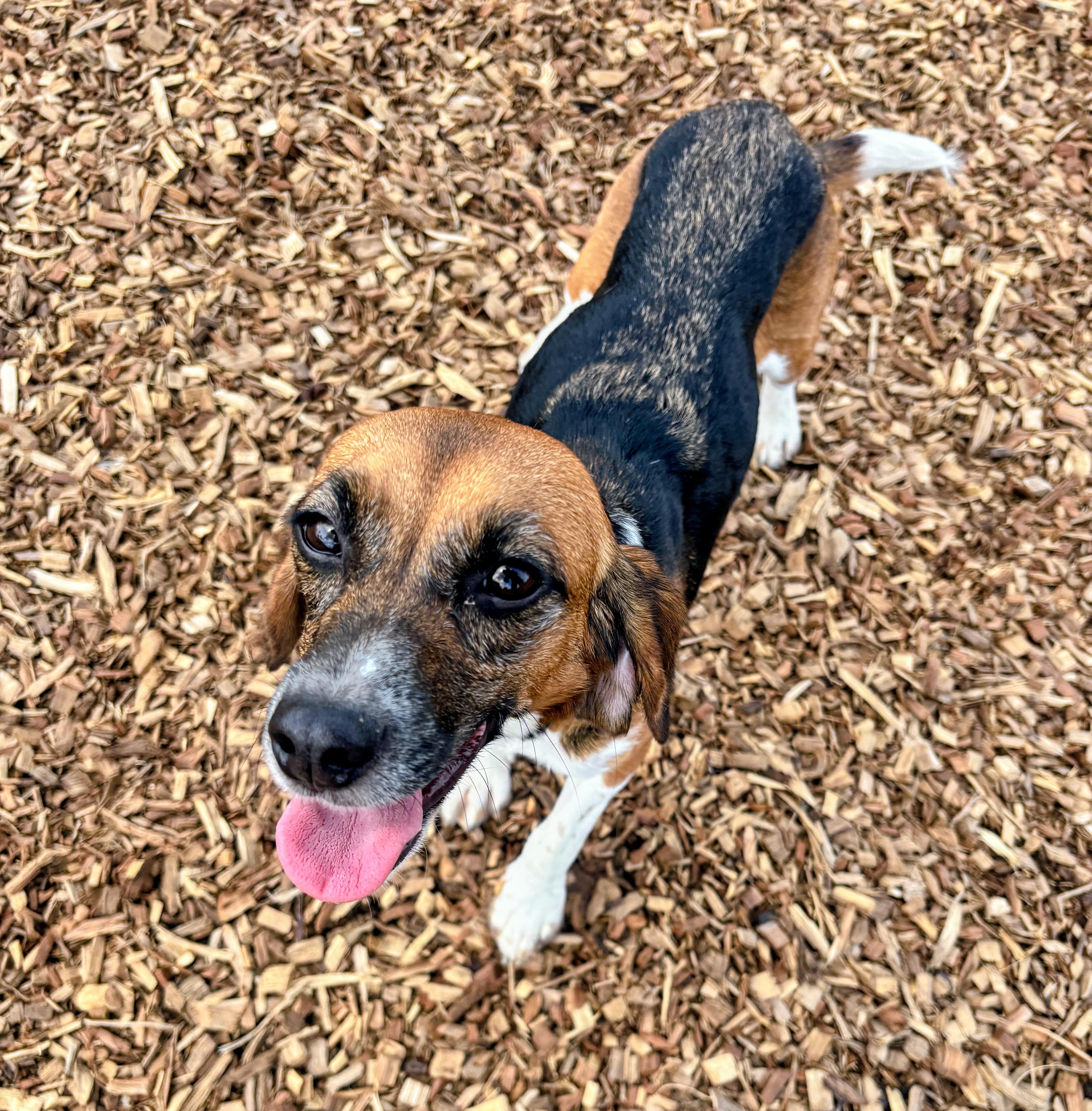 Enlarge Lainey, a Adoptable Beagle in Rockwell City, IA image 2/2