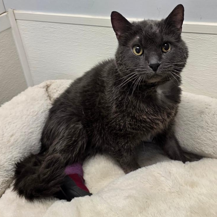 Benedict, Adoptable, Adult Male Domestic Short Hair.