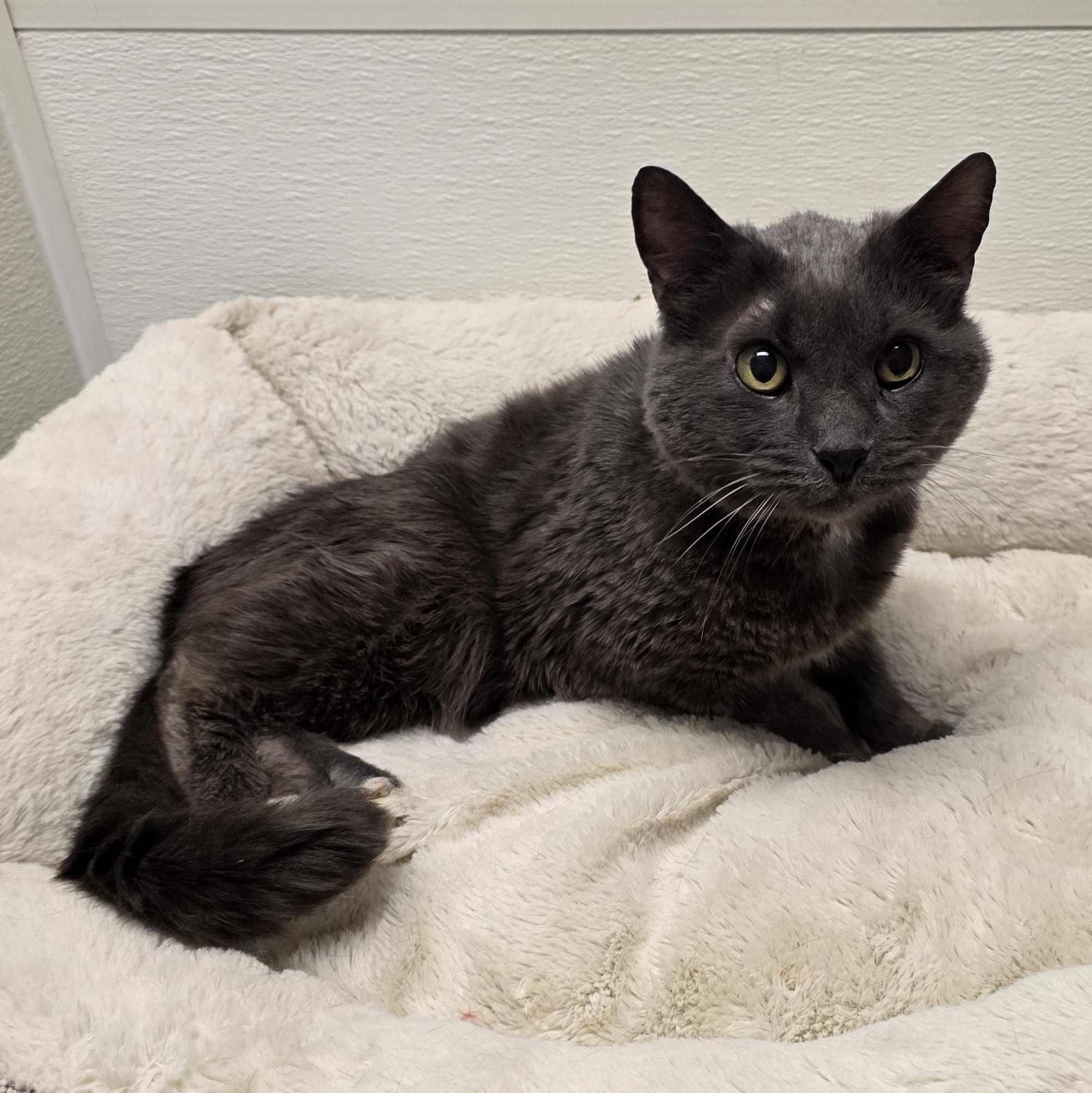 Enlarge Benedict, a Adoptable mixed breed in Greensboro, NC image 2/6