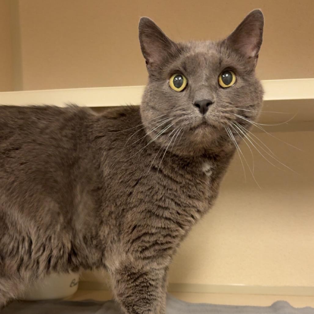 Enlarge Benedict, a Adoptable mixed breed in Greensboro, NC image 1/1