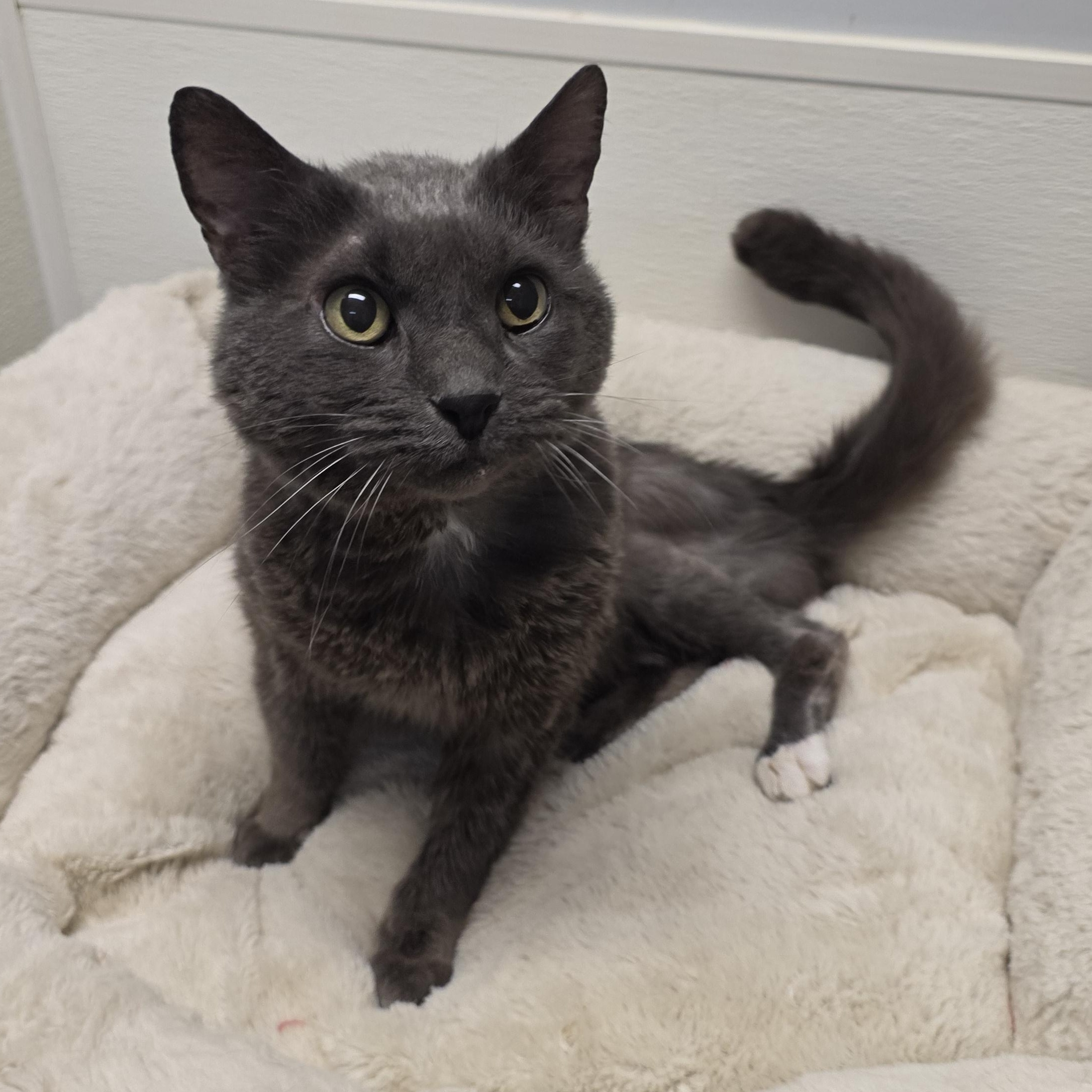 Enlarge Benedict, a Adoptable mixed breed in Greensboro, NC image 3/6