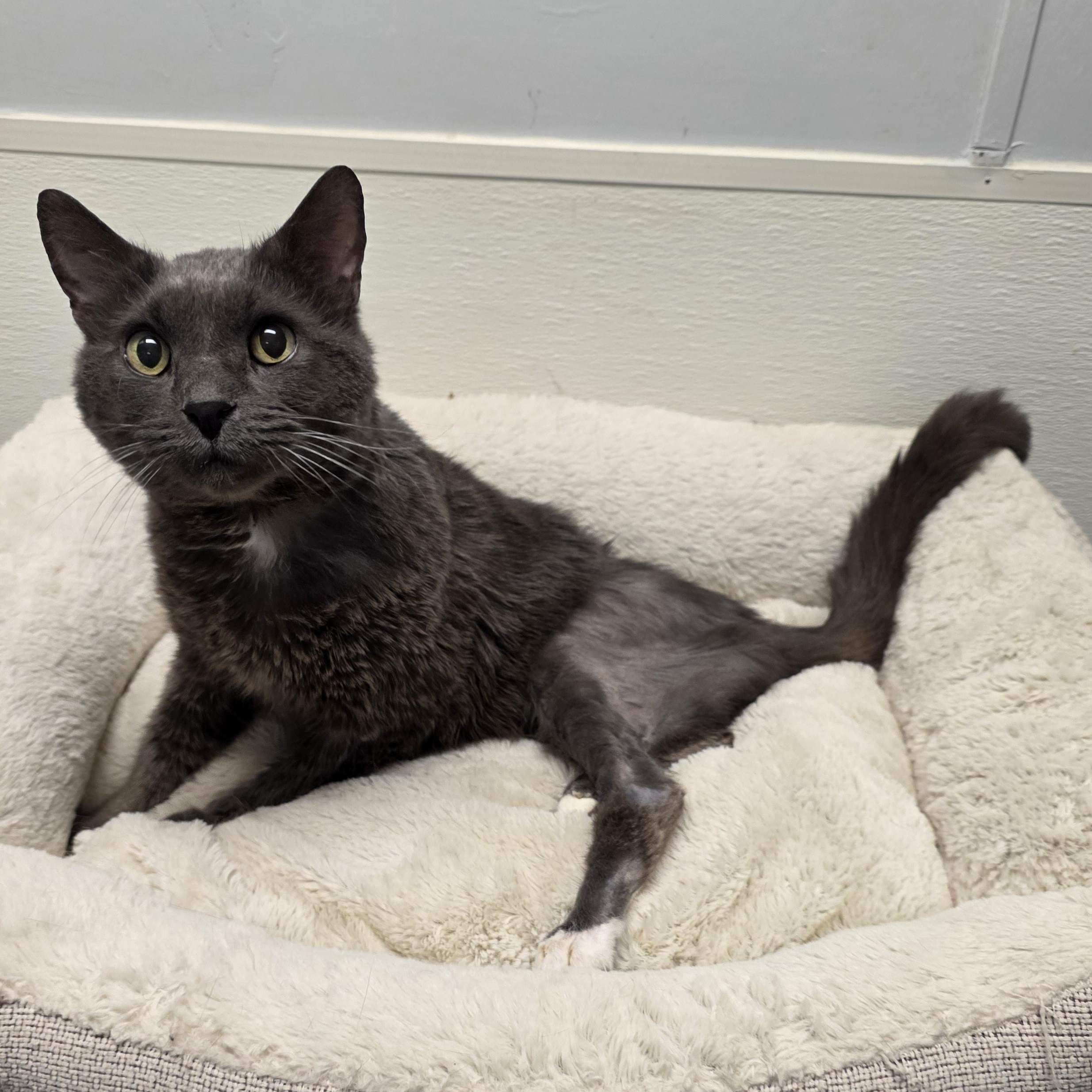 Enlarge Benedict, a Adoptable mixed breed in Greensboro, NC image 4/6