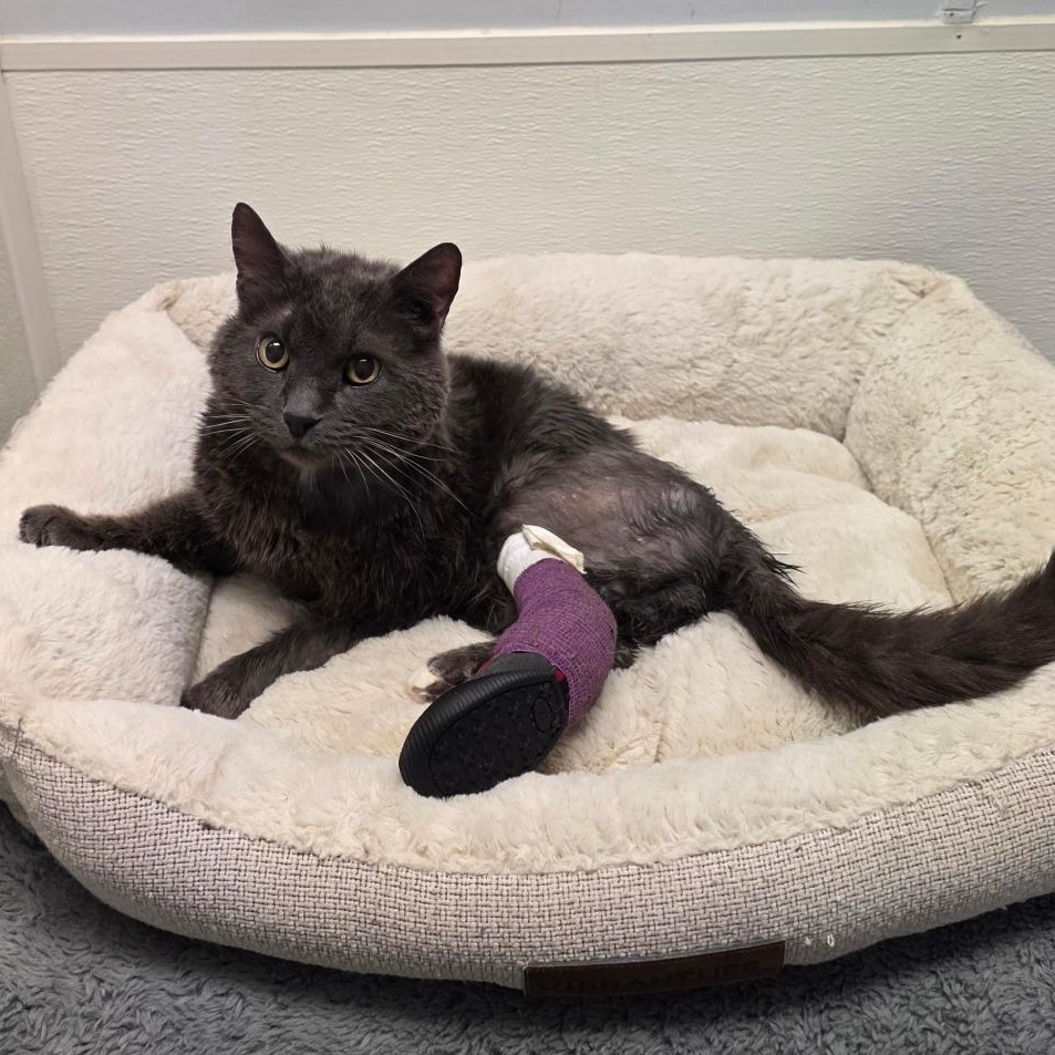 Enlarge Benedict, a Adoptable mixed breed in Greensboro, NC image 2/3