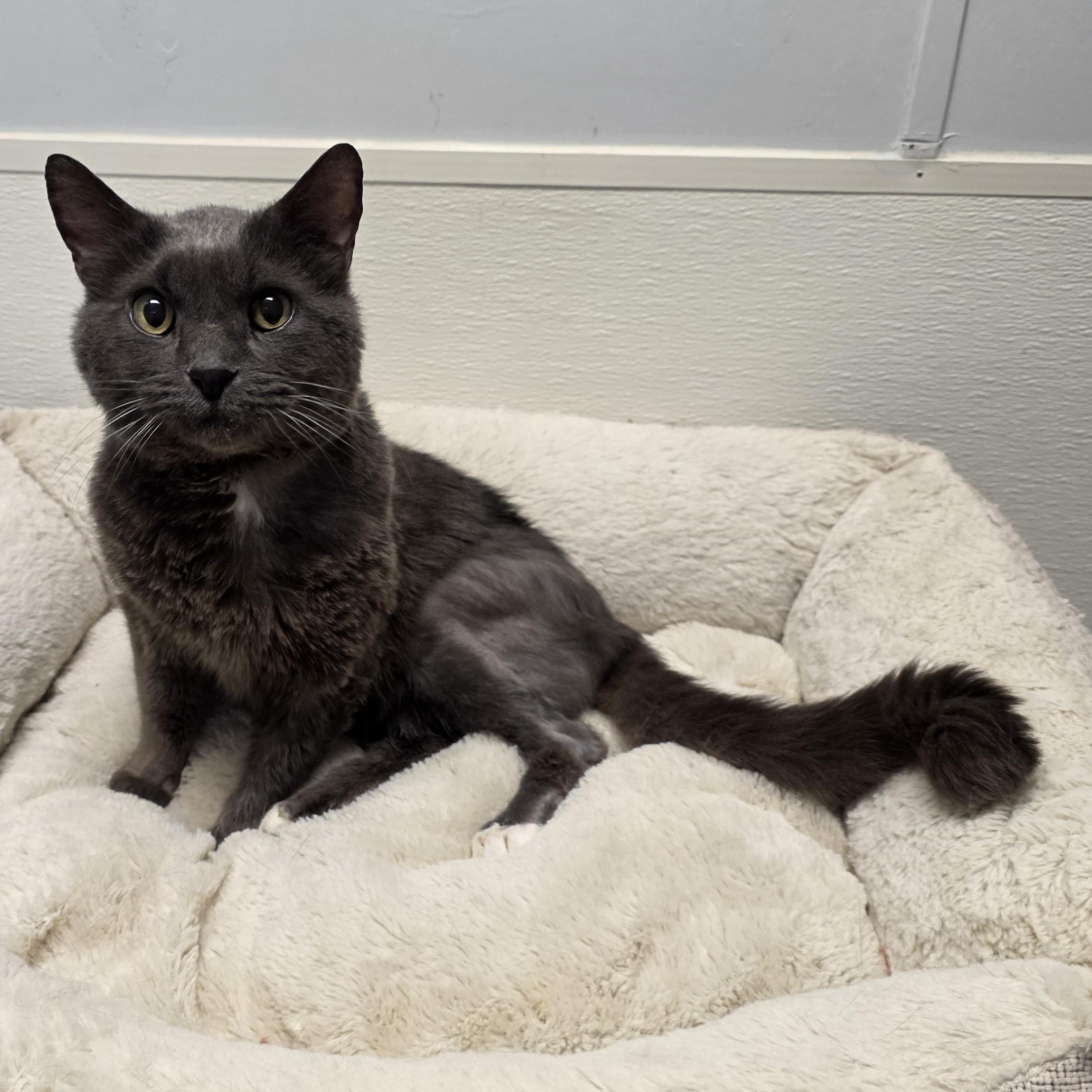 Benedict, Adoptable, Adult Male Domestic Short Hair.