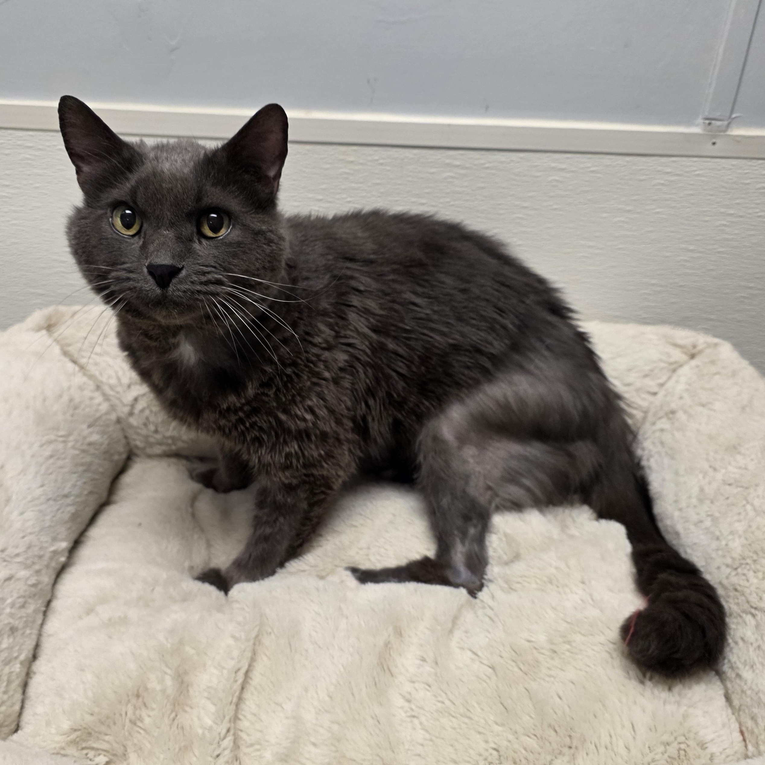Enlarge Benedict, a Adoptable mixed breed in Greensboro, NC image 6/6