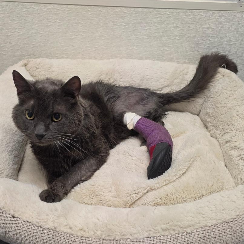 Enlarge Benedict, a Adoptable mixed breed in Greensboro, NC image 3/3