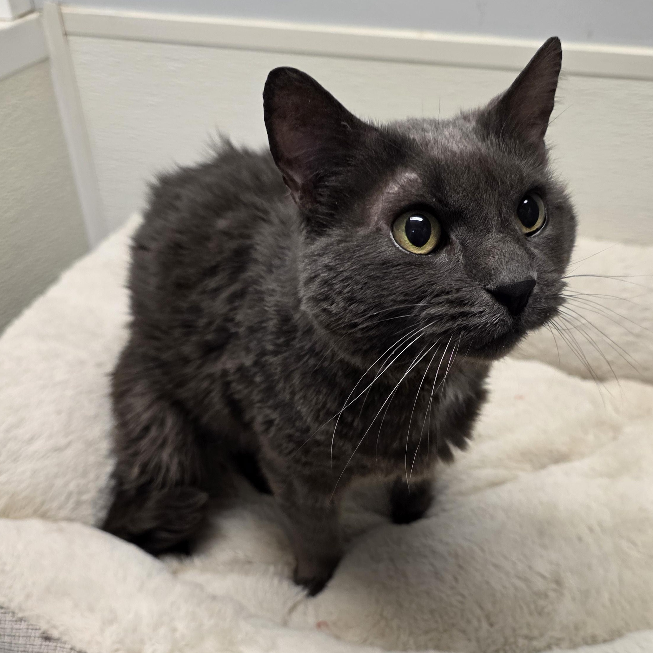 Enlarge Benedict, a Adoptable mixed breed in Greensboro, NC image 5/6