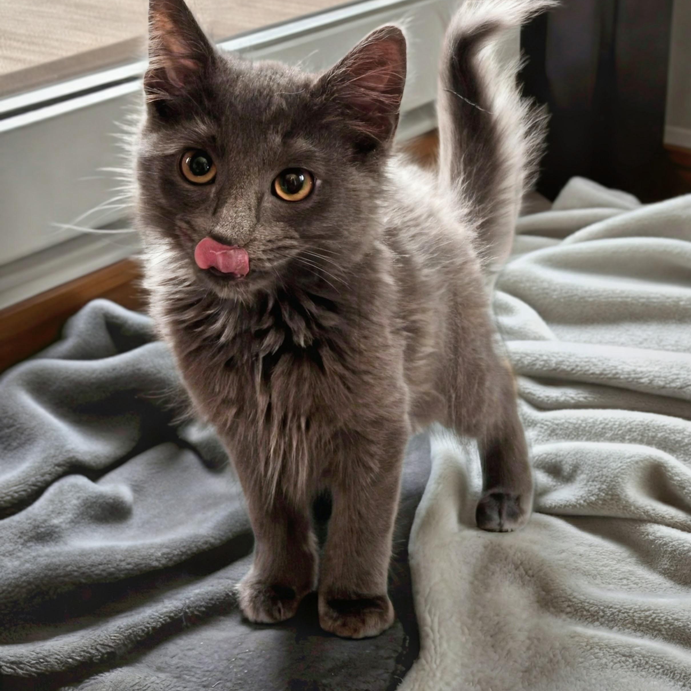 Harrison, an adopted Domestic Long Hair in Norwalk, CT image 2/2