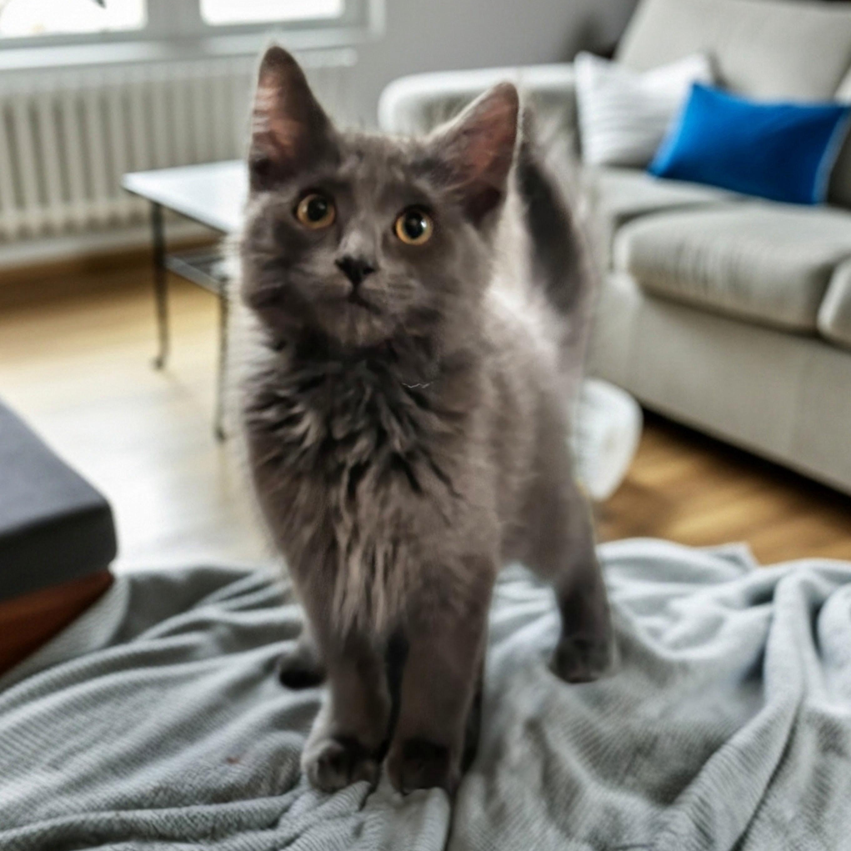 Harrison, adopted, Kitten Male Domestic Long Hair.