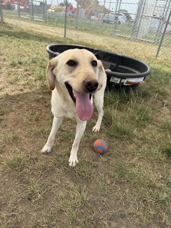Charlotte, Adoptable, Young Female Mixed Breed.
