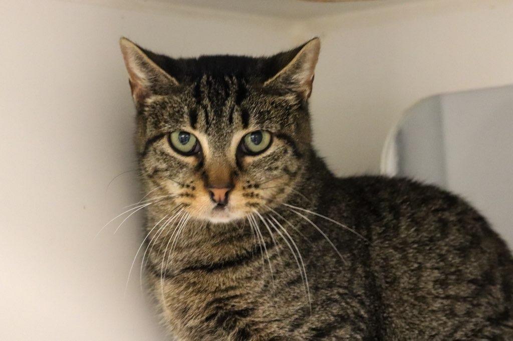 Pixel - In foster, Adoptable, Young Female Domestic Short Hair.