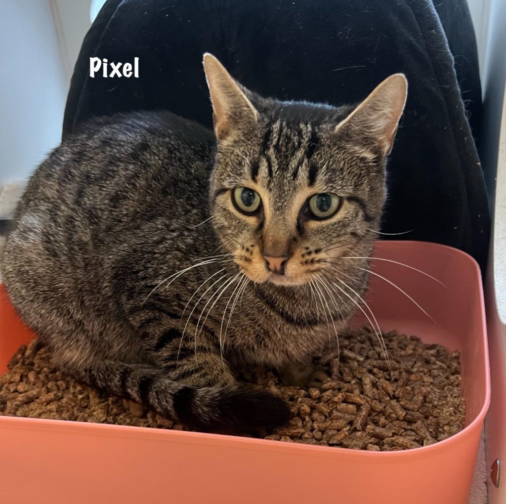 Pixel - In foster, Adoptable, Adult Female Domestic Short Hair.