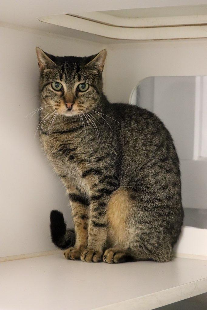 Enlarge Pixel - In foster, a Adoptable mixed breed in Windsor, CT image 2/2