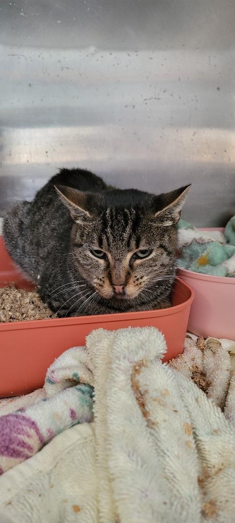 Enlarge Pixel - In foster, a Adoptable mixed breed in Windsor, CT image 2/2