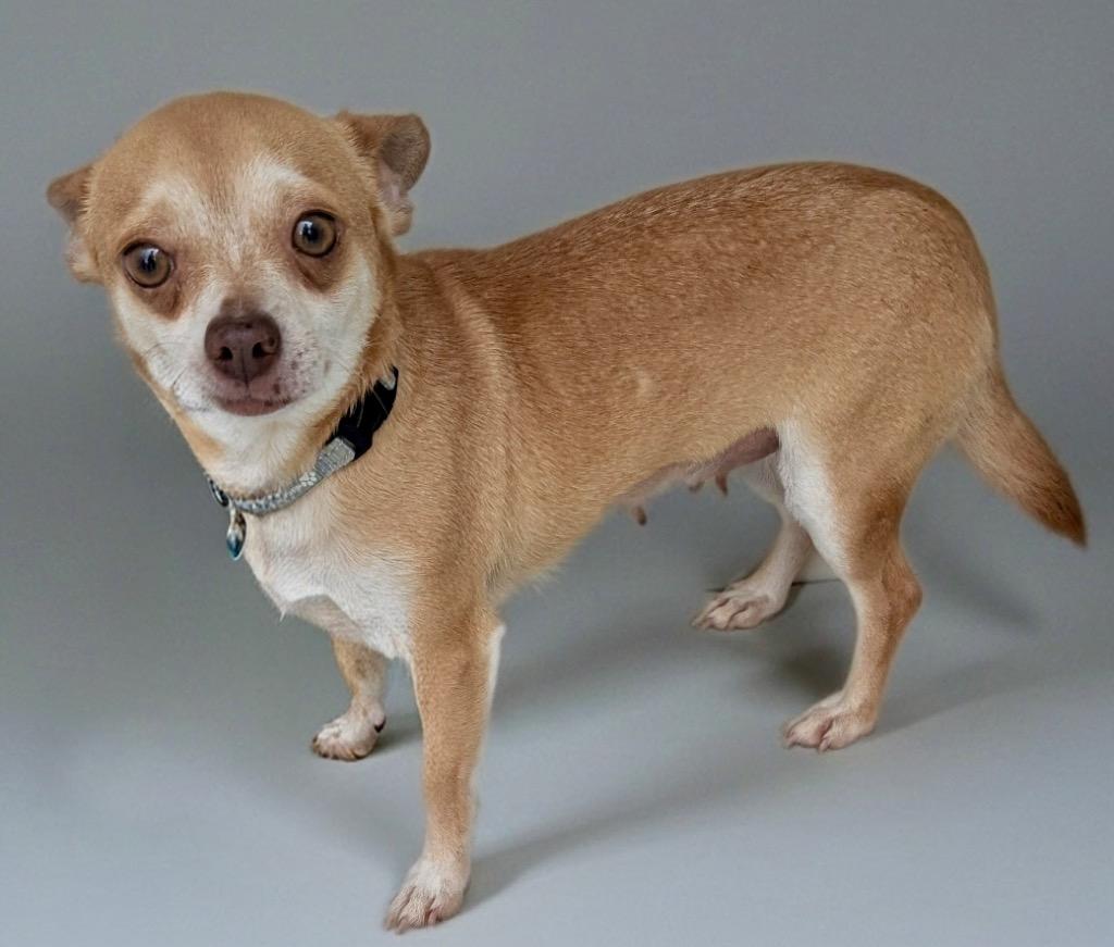 Quinn-10lb LIttle Chi, Adoptable, Adult Female Chihuahua.