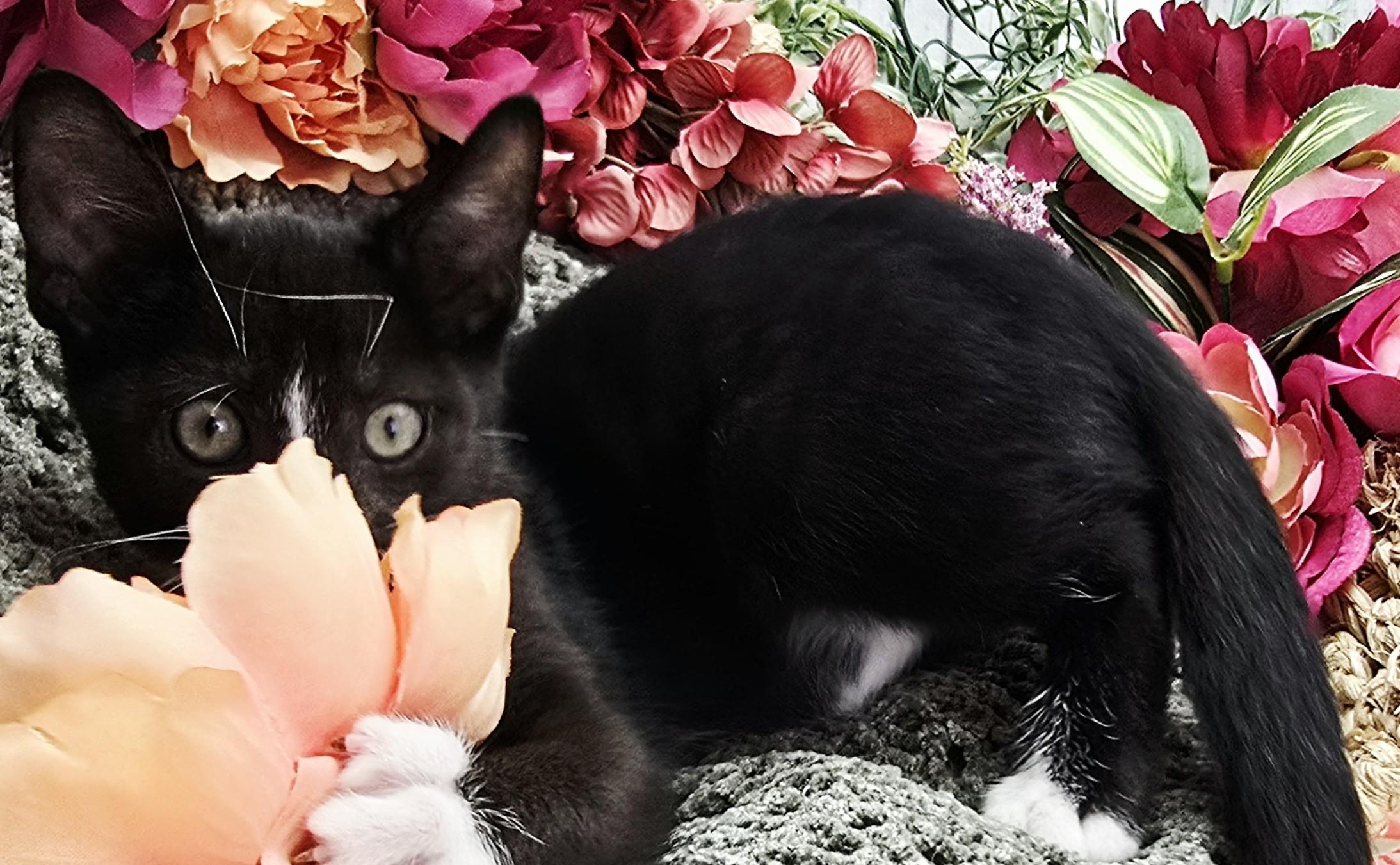 Enlarge Vinnie AKA My Cousin Vinnie, a Adoptable Domestic Short Hair in Parsippany, NJ image 3/5